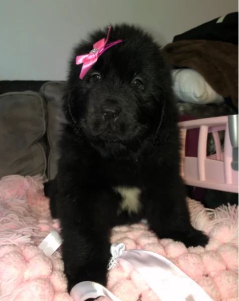 Puri cuccioli Terranova pronti subito oggi