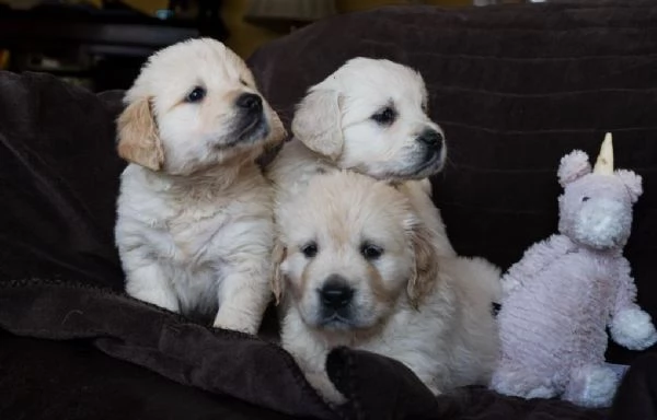 Cuccioli di Golden Retriever registrati Cani di famiglia perfetti | Foto 2