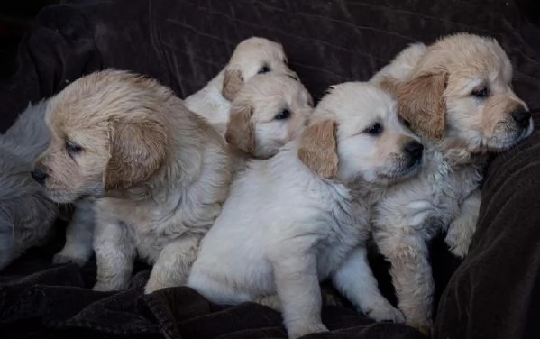 Cuccioli di Golden Retriever registrati Cani di famiglia perfetti | Foto 1