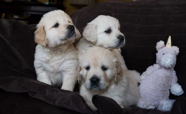 Cuccioli di Golden Retriever registrati Cani di famiglia perfetti