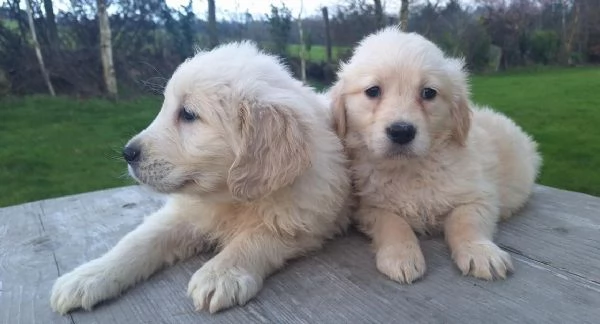 Adorabili cuccioli di Golden Retriever da adottare | Foto 1