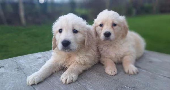 Adorabili cuccioli di Golden Retriever da adottare | Foto 0