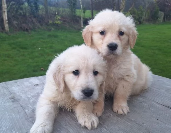 Adorabili cuccioli di Golden Retriever da adottare