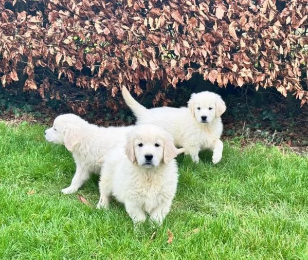 Disponibili splendidi cuccioli di Golden Retriever registrati