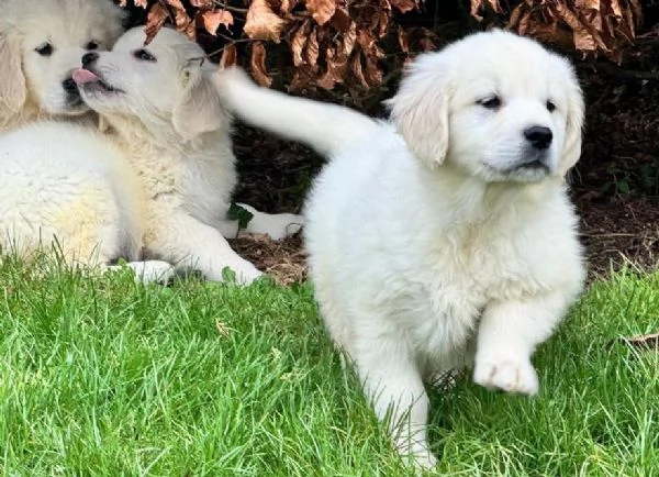 Disponibili splendidi cuccioli di Golden Retriever registrati | Foto 0