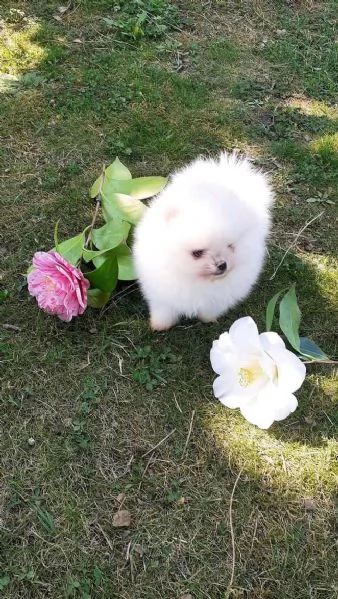 Pomeranian puppies  | Foto 1