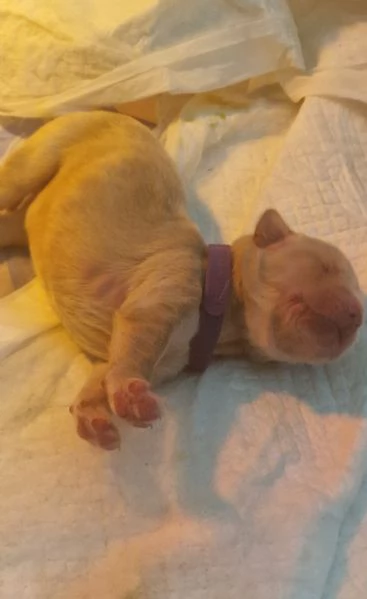 Cuccioli golden retriever