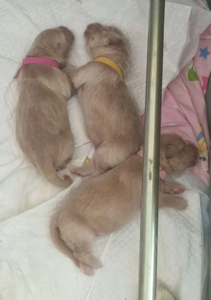 Cuccioli golden retriever | Foto 2