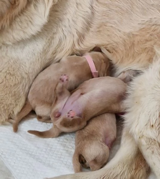 Cuccioli golden retriever | Foto 0