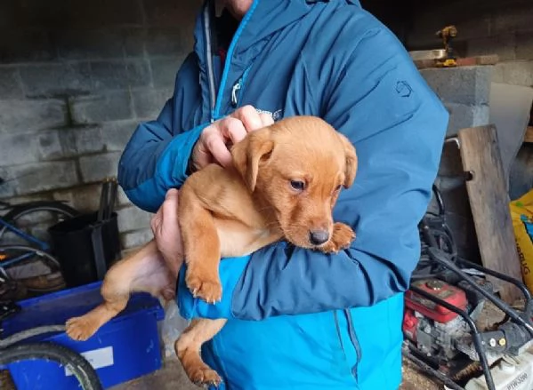 Cuccioli di Labrador di razza pura in cerca di adozione | Foto 2