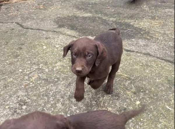 Adorabili cuccioli di Labrador cercano una nuova casa | Foto 2