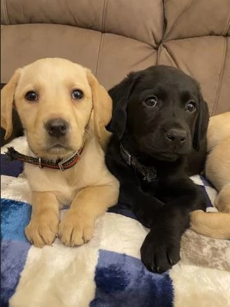 Adorabili cuccioli di Labrador di razza pura in cerca di una nuova casa
