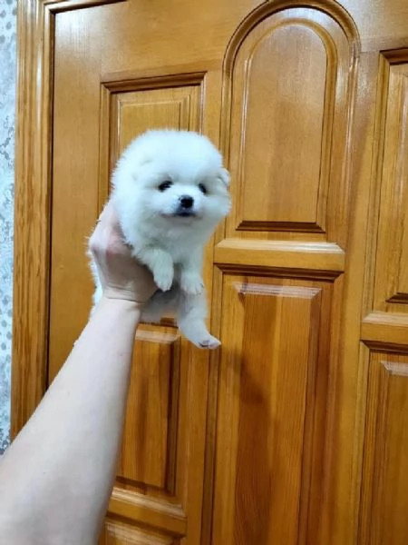 Pomeranian puppies  | Foto 2