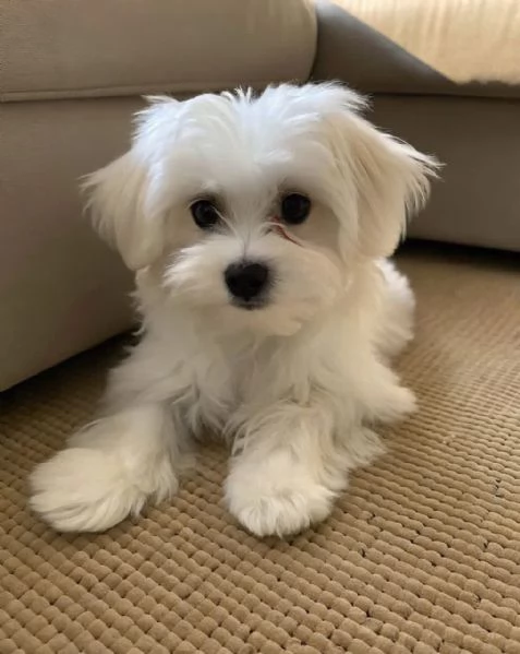 Maltese puppies 