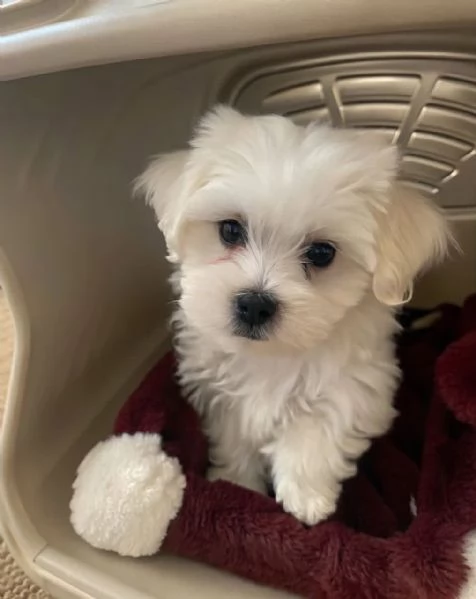 Maltese puppies  | Foto 3