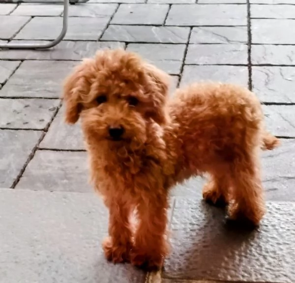 Barboncino Toy | Foto 1