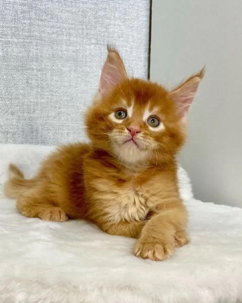 Gattini Maine Coon disponibili per ladozione | Foto 0