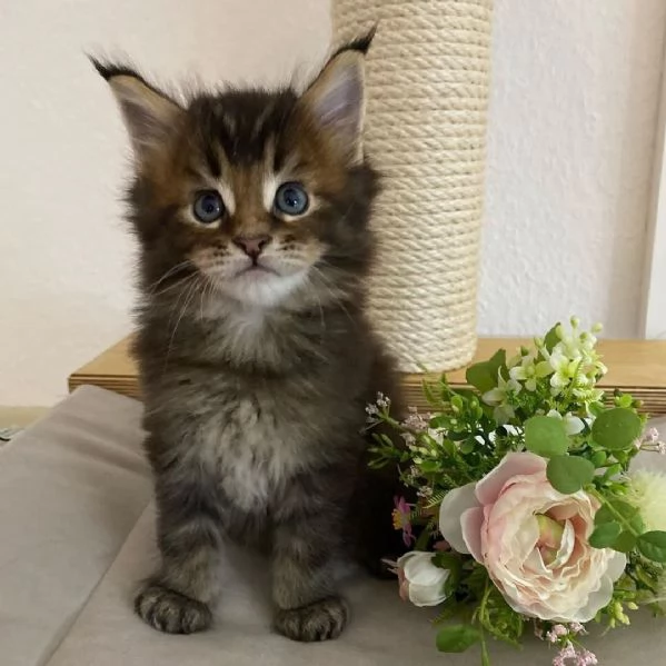 Gattini Maine Coon disponibili per ladozione