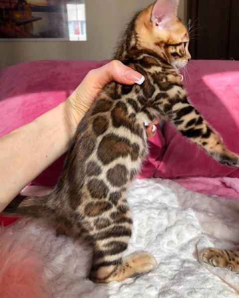 Regala gattini del Bengala per ladozione