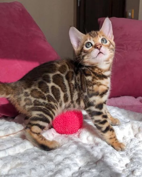 Regala gattini del Bengala per ladozione | Foto 0