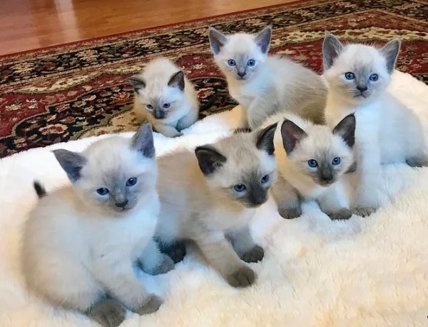 Gattini siamesi Seal  Chocolate