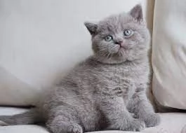 Gattini British Shorthair blu