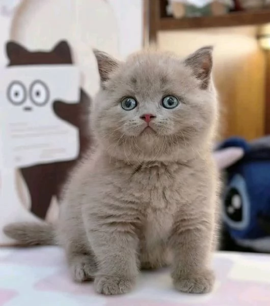 Gattini British Shorthair blu | Foto 0