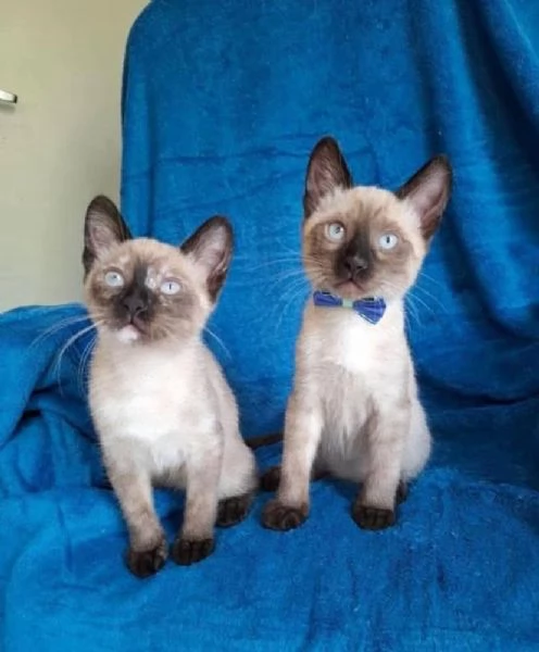 Gattini siamesi di razza suprema