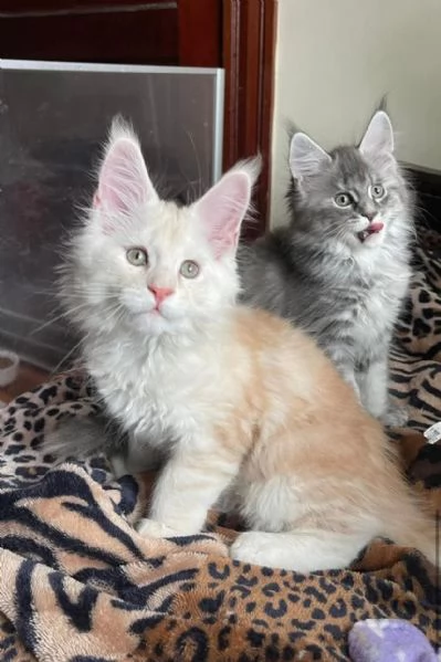 Bellissimi gattini Maine Coon in cerca di casa