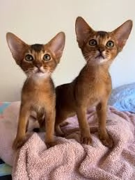 Disponibili due gattini abissini