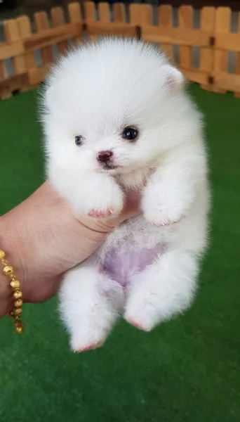 Pomeranian puppies  | Foto 1
