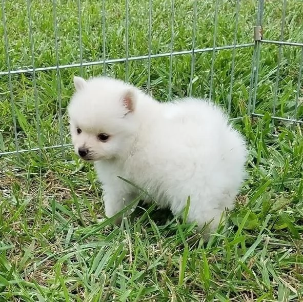 Pomeranian puppies  | Foto 0