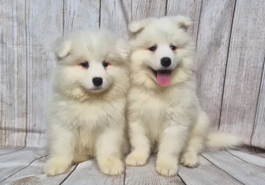 Bellissimi cuccioli di samoiedo