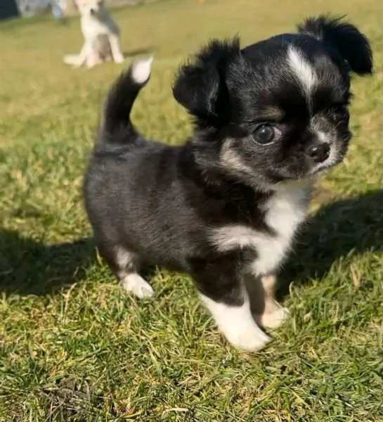 Chihuahua puppies  | Foto 3