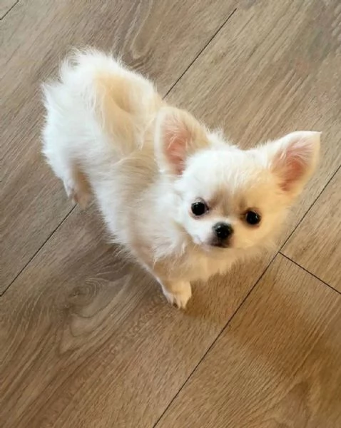 Chihuahua puppies  | Foto 2