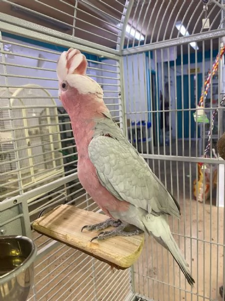 Galah