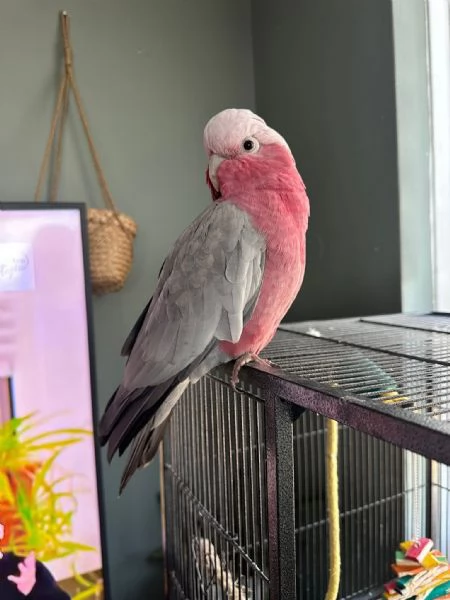 Galah | Foto 0