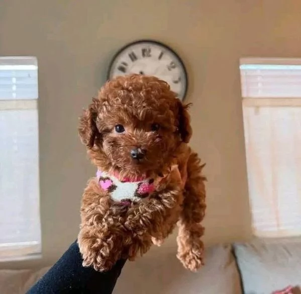 Barboncino  in regalo  solo a famiglia amorevole 