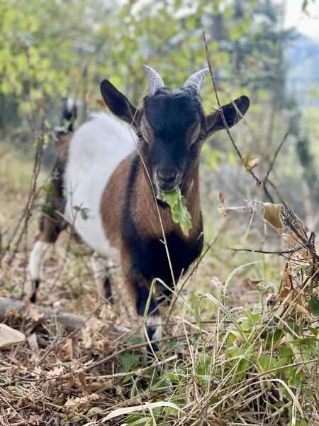 Capra maschio | Foto 3
