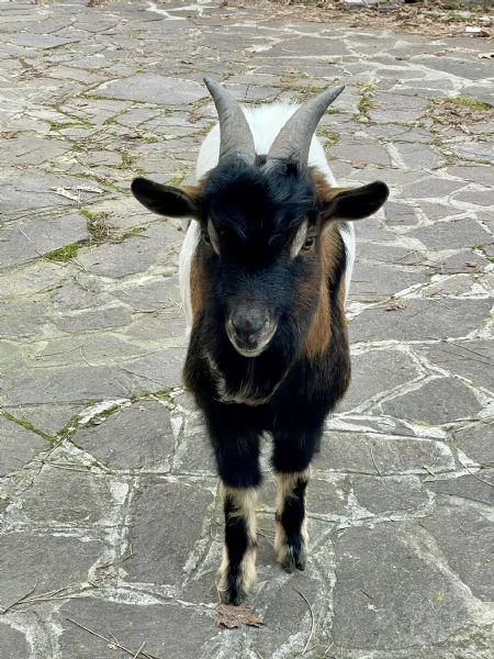Capra maschio | Foto 0