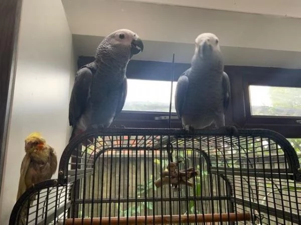 Pappagallo cenerino del Congo addomesticato allevato a mano
