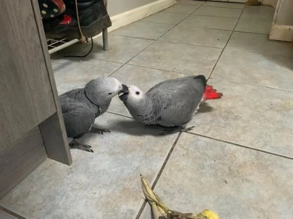 Pappagallo cenerino del Congo addomesticato allevato a mano | Foto 2