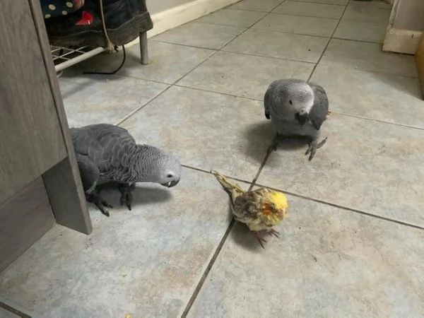 Pappagallo cenerino del Congo addomesticato allevato a mano | Foto 1