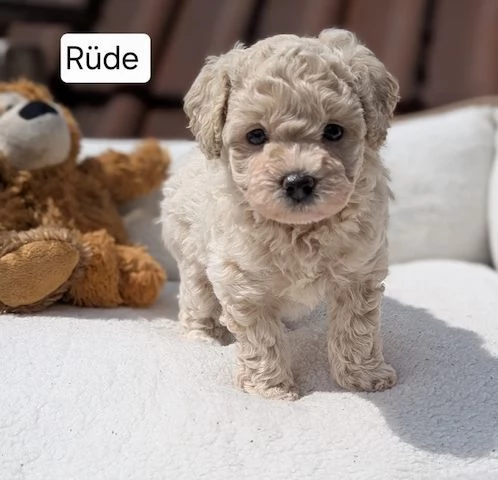 Maltipoo figli di barboncino teacup | Foto 1