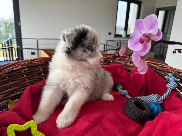 ANCORA 4 CUCCOILI DISPONIBILI  | Foto 6