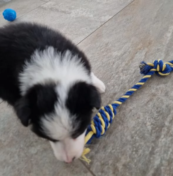 Border collie  | Foto 4