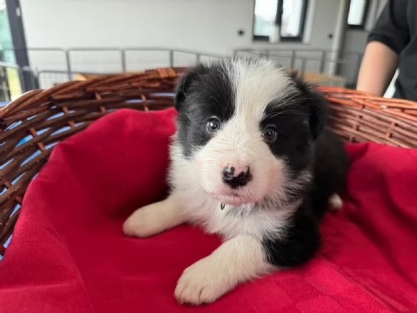 ANCORA 4 CUCCOILI DISPONIBILI  | Foto 5