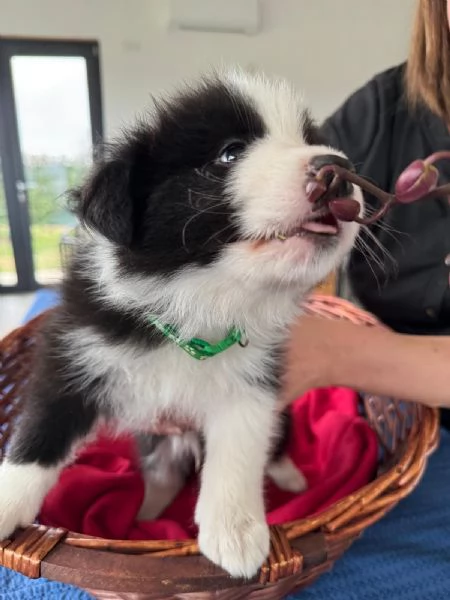 ANCORA 4 CUCCOILI DISPONIBILI  | Foto 4