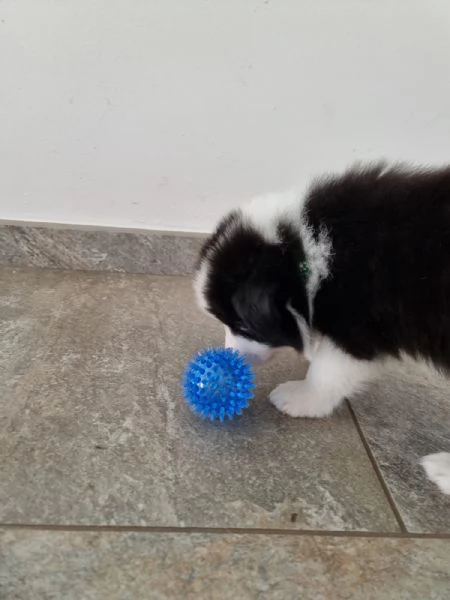 Border collie  | Foto 3