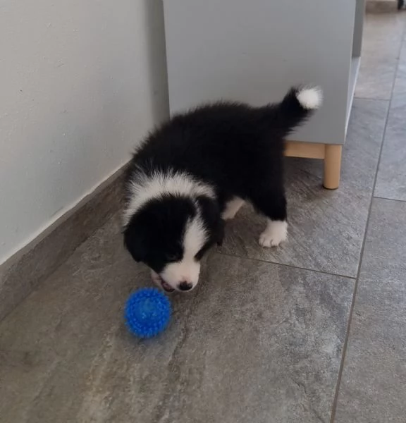 Border collie  | Foto 2